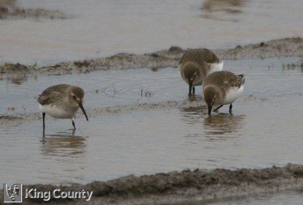 Photo of Calidris alpina